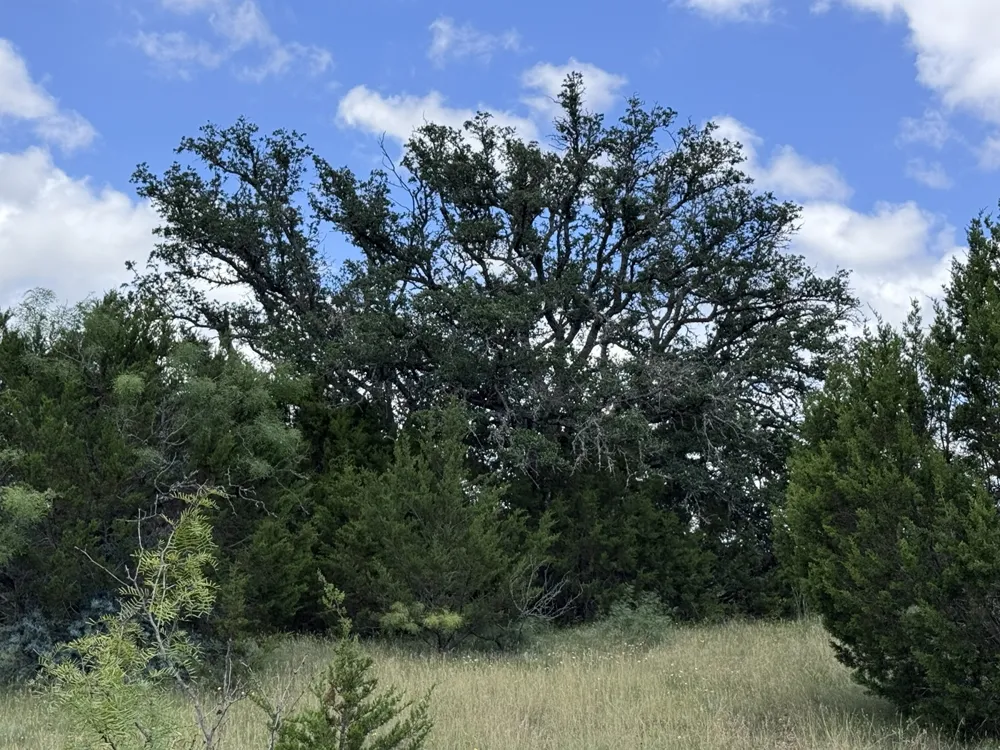 312 Oak Stump Drive Goldthwaite, TX 76844