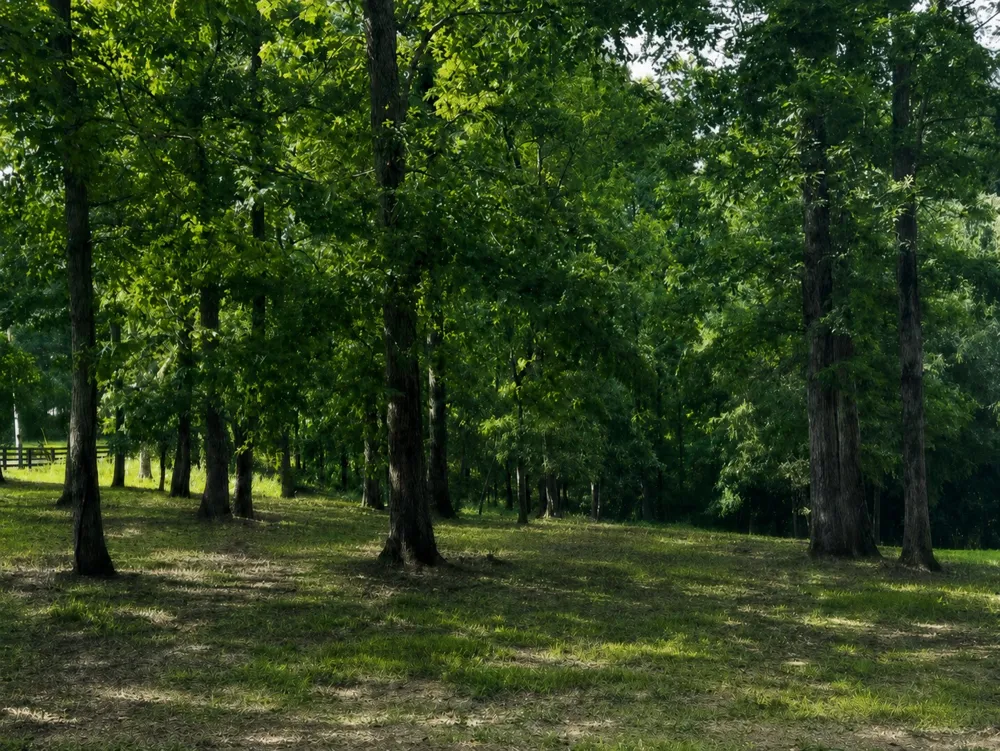 7865 Barnhill Rd Primm Springs, TN 38476