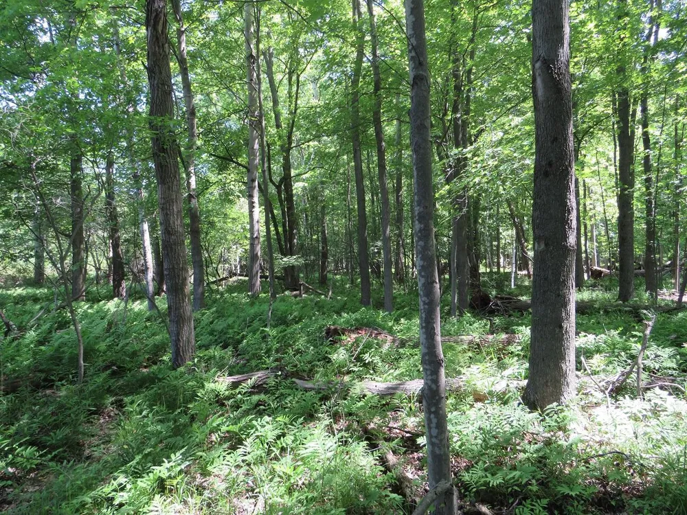 4670 Rescue Road Grant Township, MI 48754