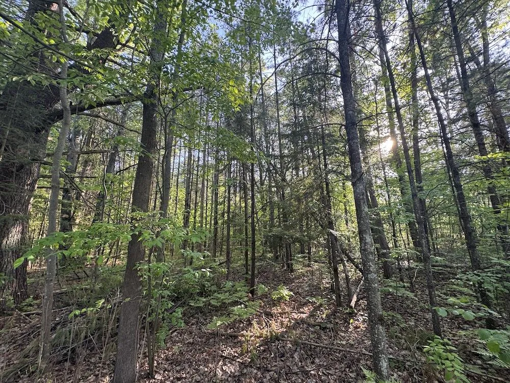 4335 Kings Corner Road Oscoda Charter Township, MI 48737