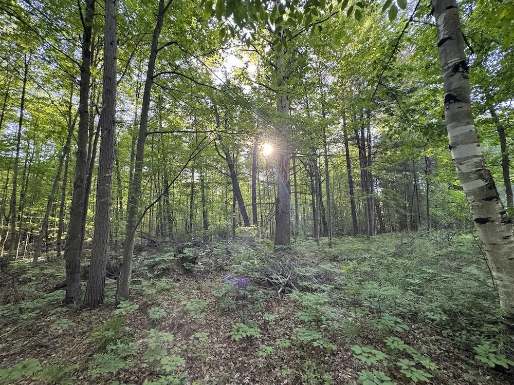 4335 Kings Corner Road Oscoda Charter Township, MI 48737