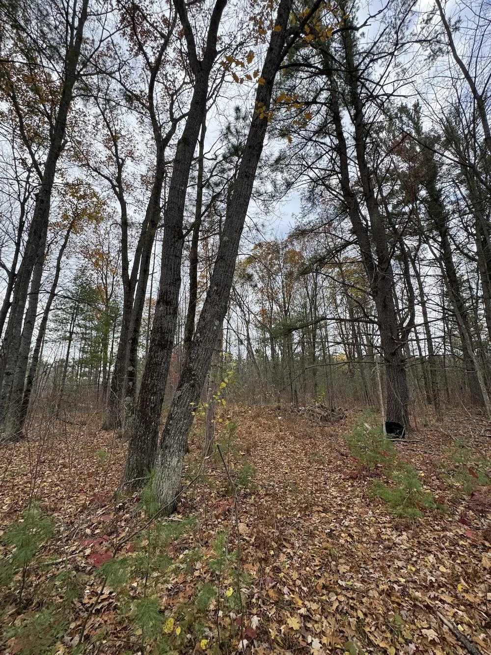 4335 Kings Corner Road Oscoda Charter Township, MI 48737