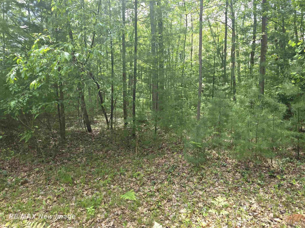 1980 4th Oak Street Mills Township, MI 48756