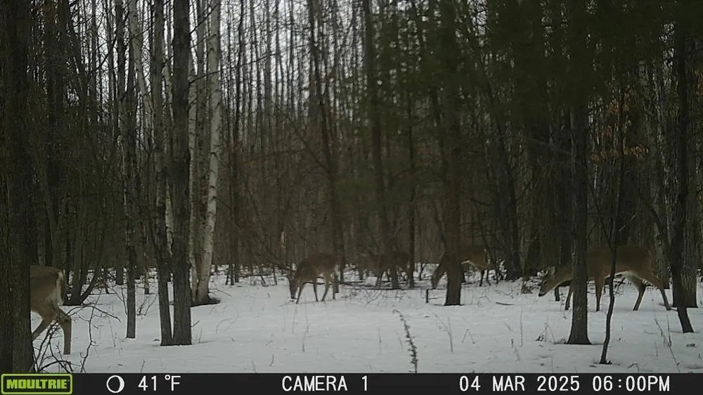 Henry Street Moffatt Township, MI 48610