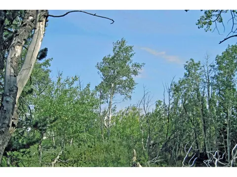 Wilderness Ranch Road