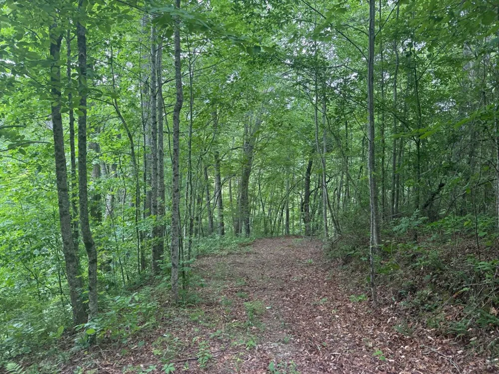 Timber Crest Trail Robbinsville, NC 28771