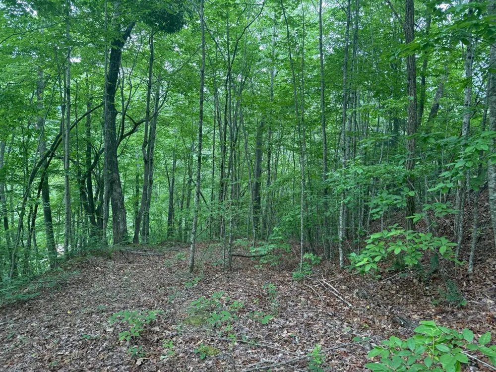 Timber Crest Trail Robbinsville, NC 28771