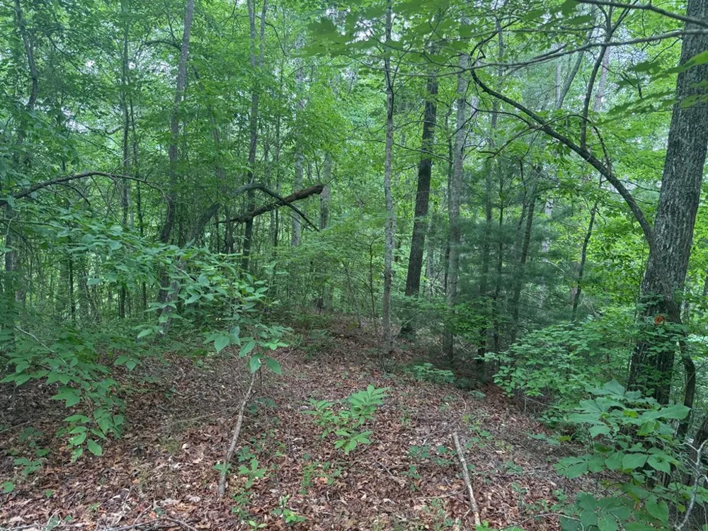 Timber Crest Trail Robbinsville, NC 28771