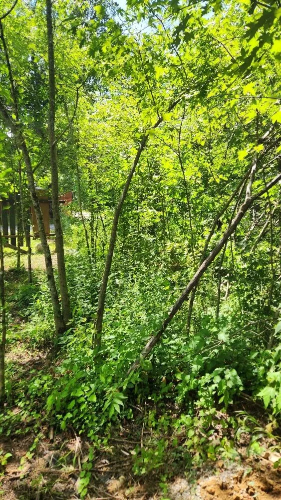 506 Chigger Town Loop Palmer, TN 37365