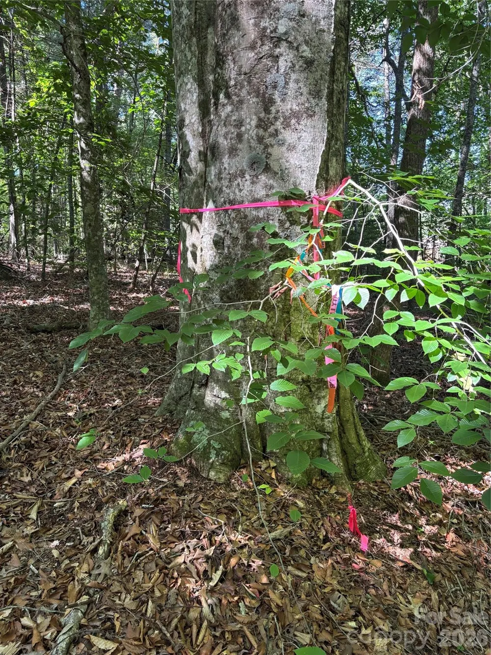 000 Stillwater Road Boomer, NC 28606