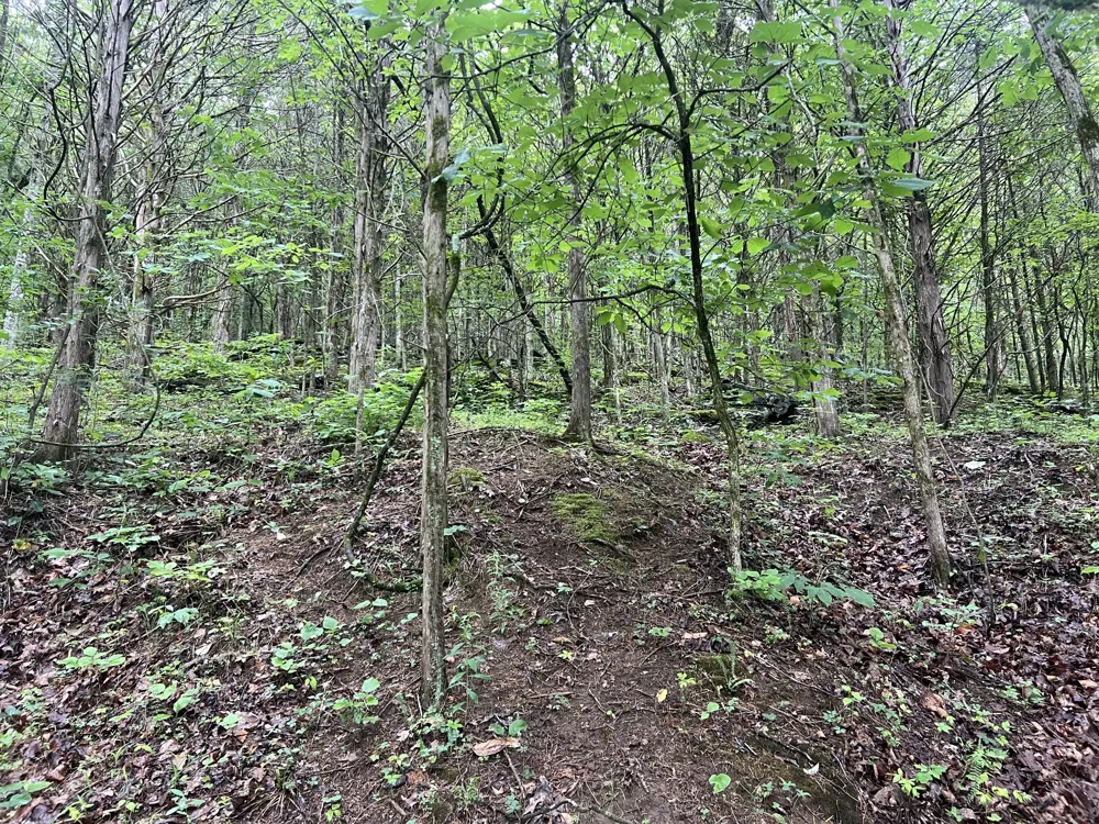 32 Patterson Ln Pleasant Shade, TN 37145