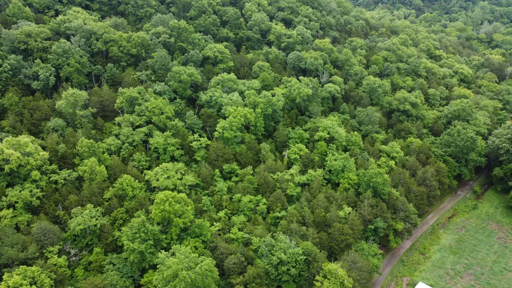 32 Patterson Ln Pleasant Shade, TN 37145