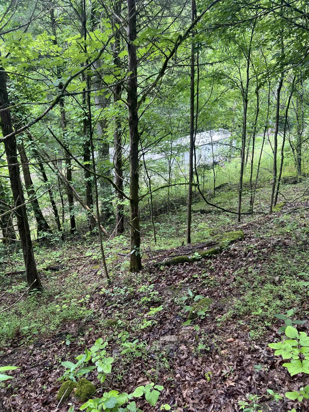 32 Patterson Ln Pleasant Shade, TN 37145