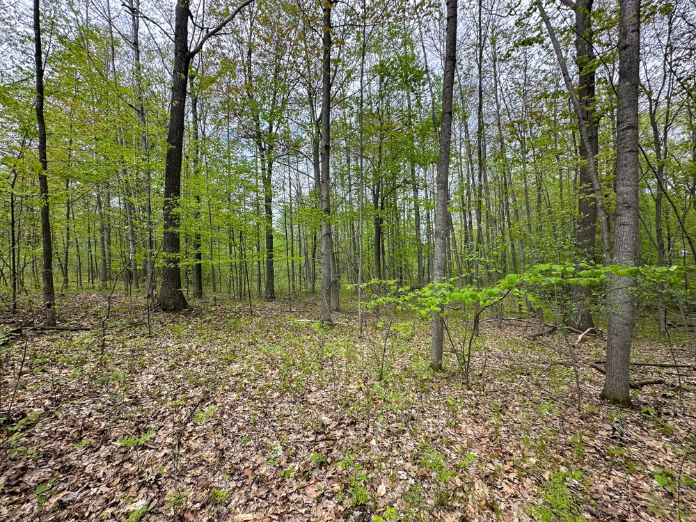 97 Fawn Circle Harrison, MI 48625