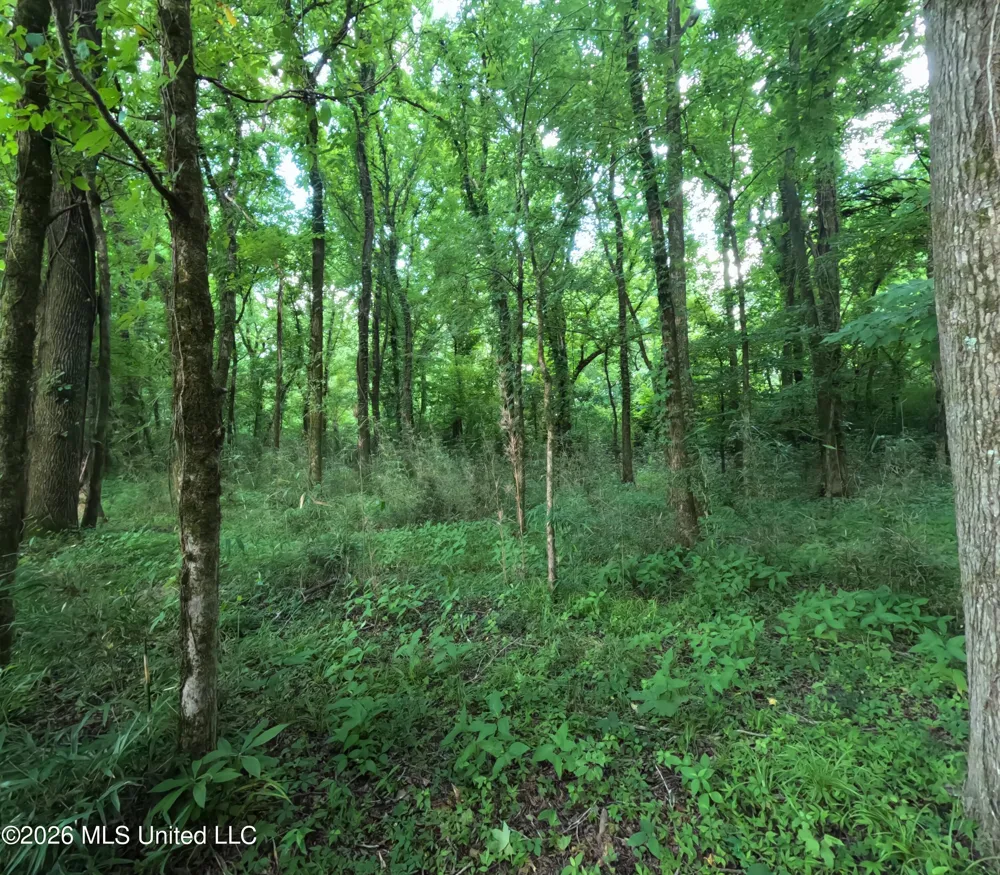 Old Port Gibson/cook Road Utica, MS 39175