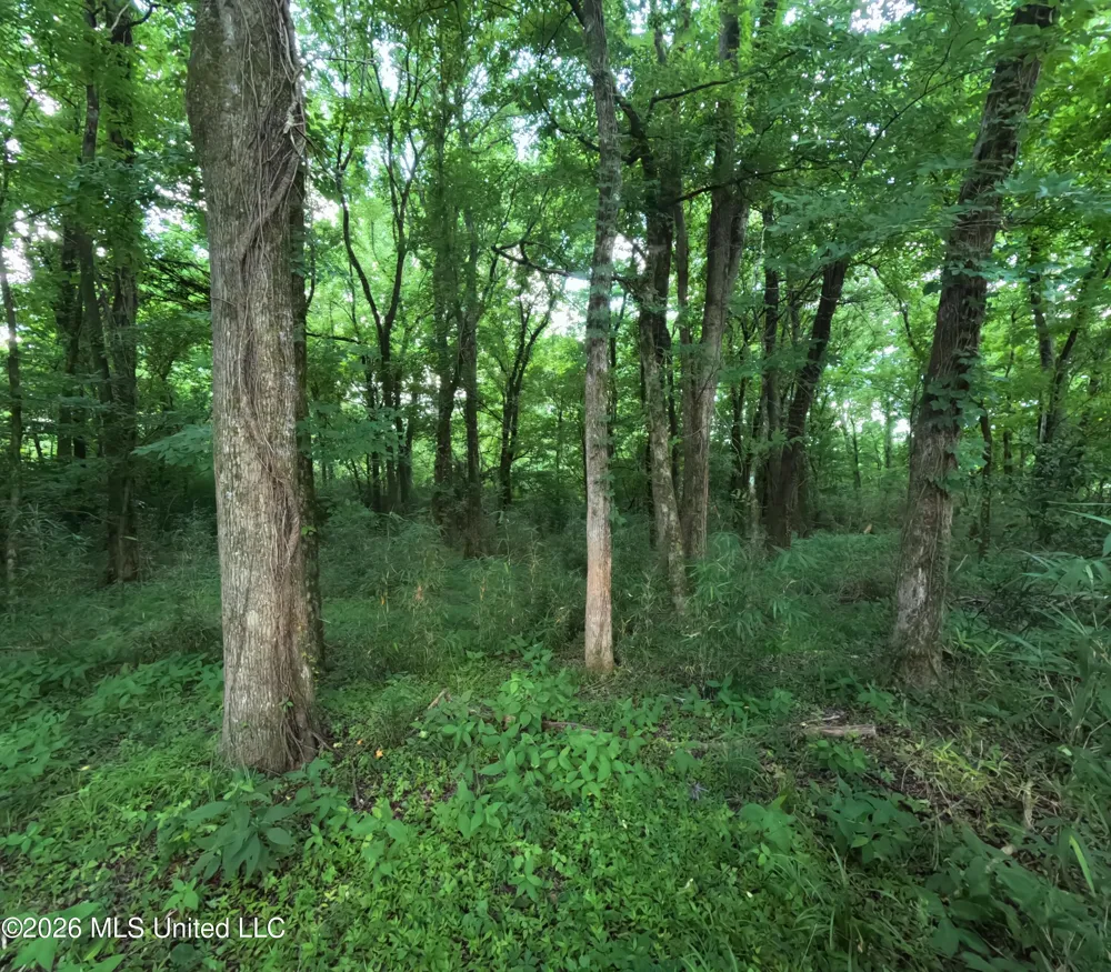 Old Port Gibson/cook Road Utica, MS 39175
