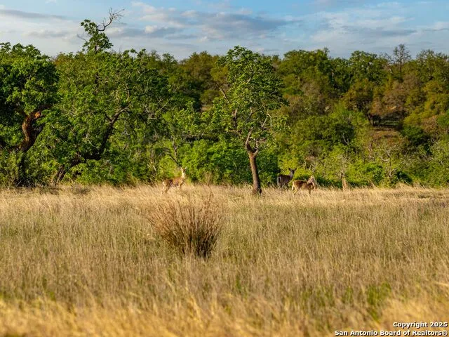 862 Grape Creek Road Fredericksburg, TX 78624