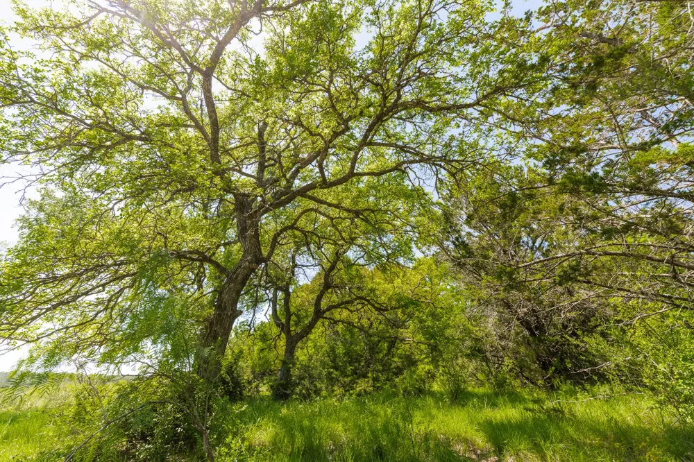 County Road 120 Coleman, TX 76834
