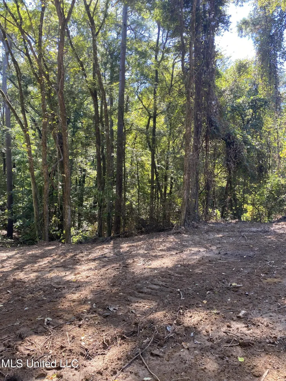 O Bluff Road Coldwater, MS 38618