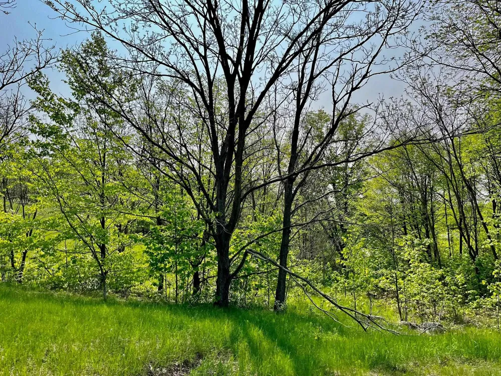 Spyglass Hill Court Custer Township, MI 49615
