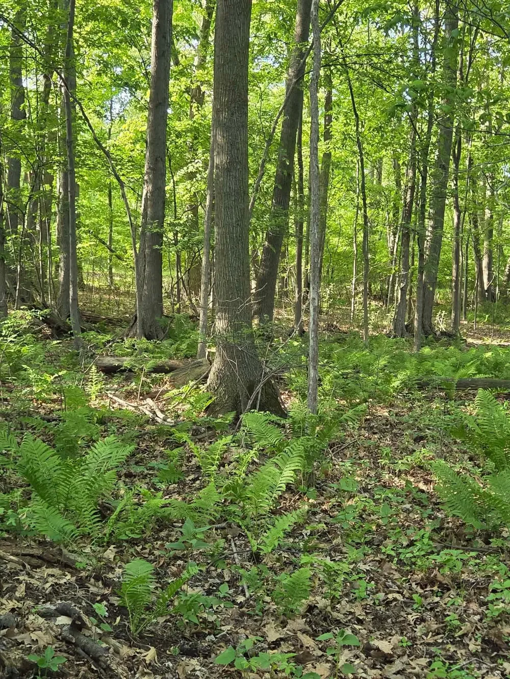 2531 Weaver Road Hume Township, MI 48467