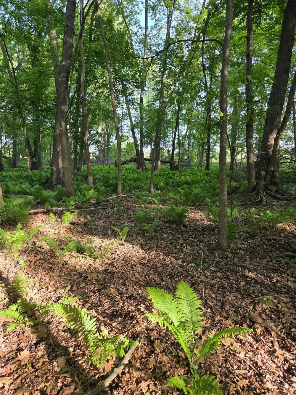 2531 Weaver Road Hume Township, MI 48467