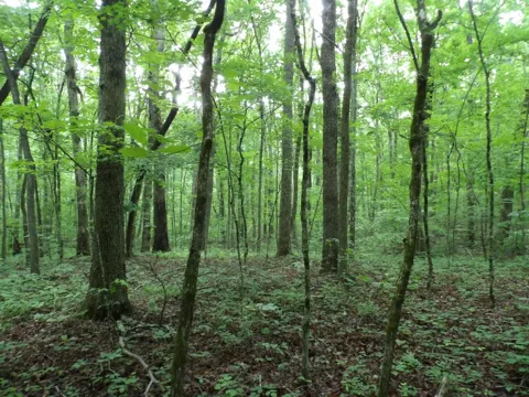 Beech Point Circle