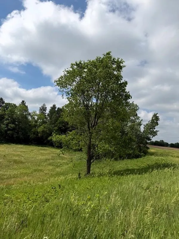 Lot 2 County Rd F Boyceville, WI 54725