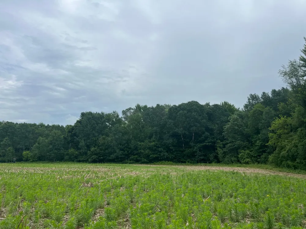 TBD (Lot 4) Hemingway Avenue North Branch, MN 55056