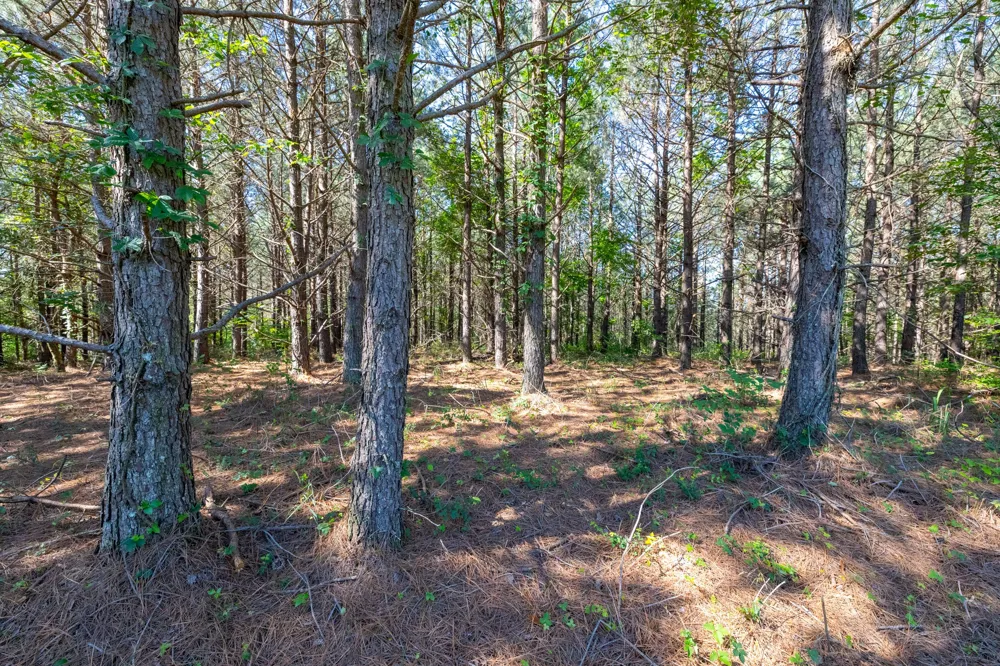 0 White Oak Rd Stewart, TN 37175