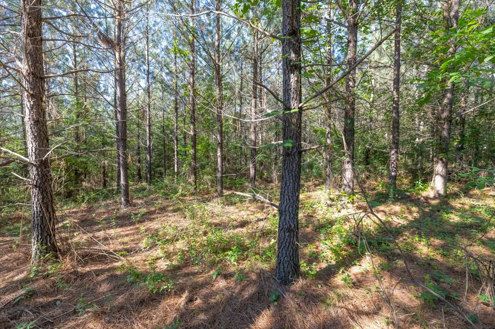 0 White Oak Rd Stewart, TN 37175