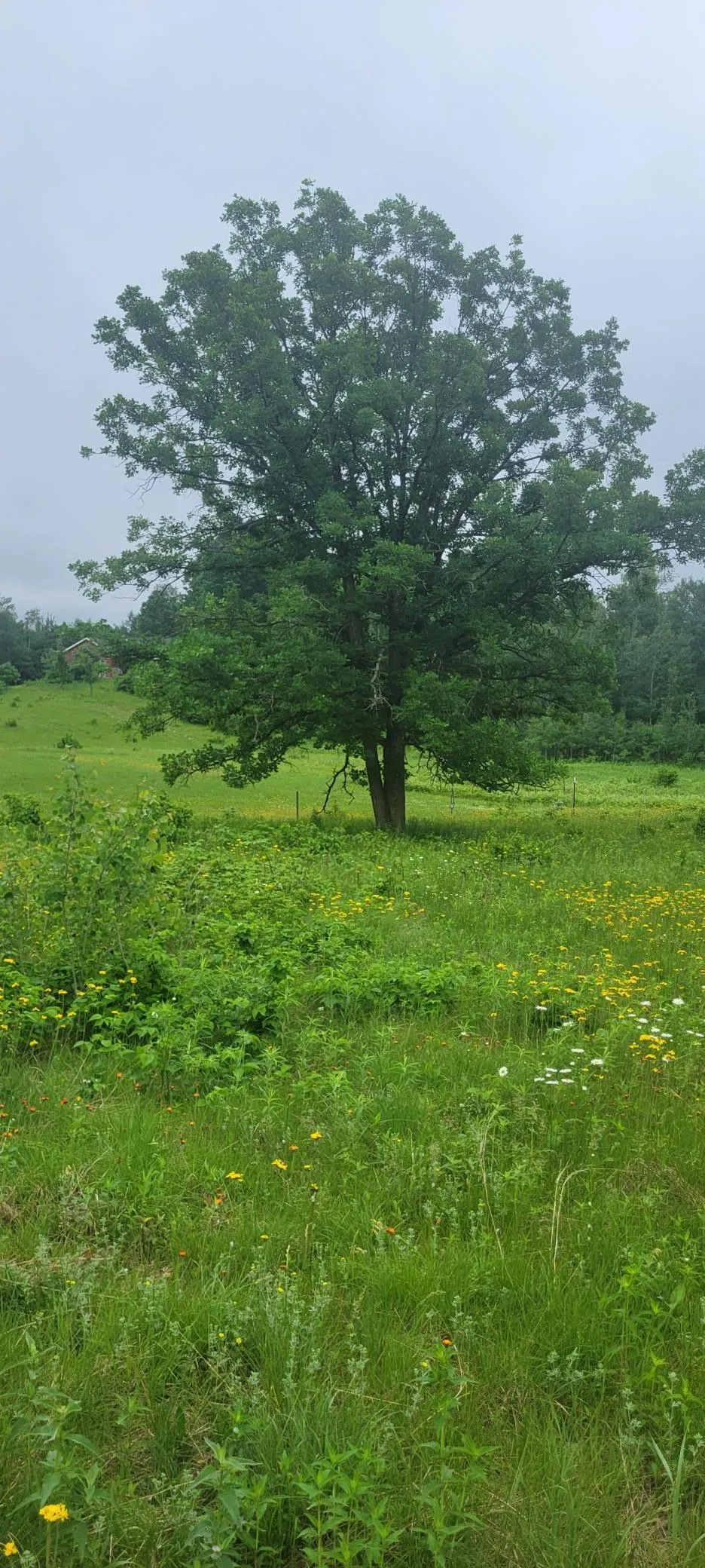 11116 Blackberry Road Trego, WI 54888