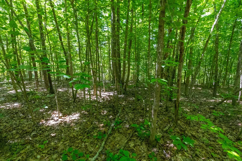 0 White Oak Rd Stewart, TN 37175