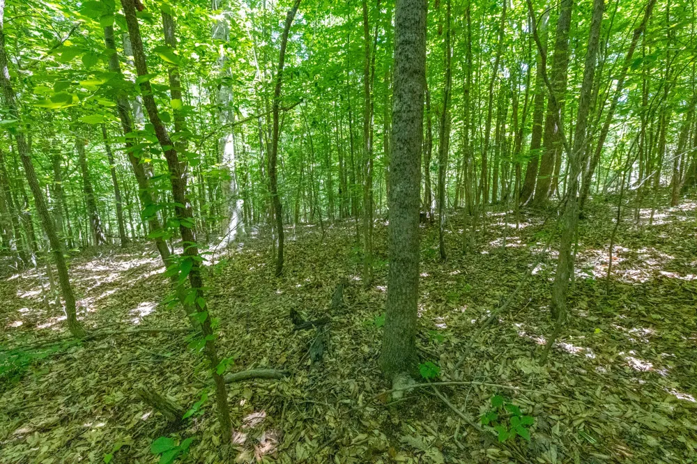 0 White Oak Rd Stewart, TN 37175