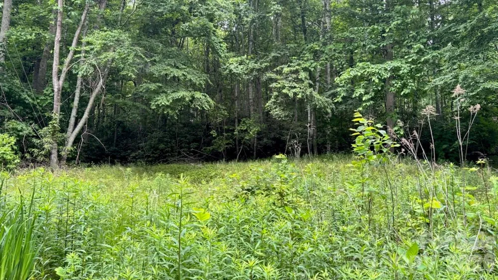 1771 Hughes Gap Road Bakersville, NC 28705