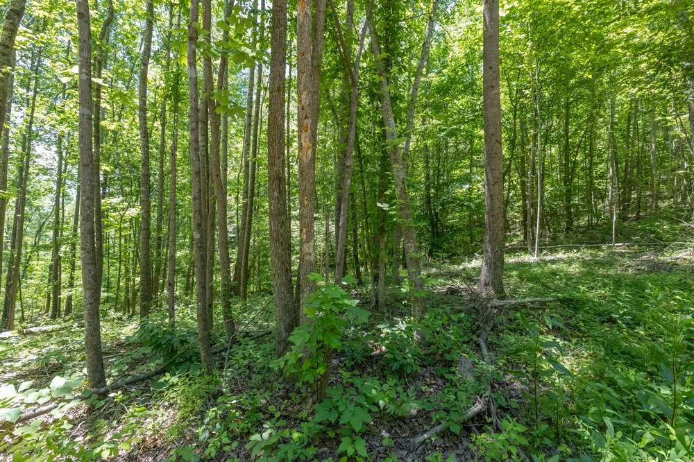 0 White Oak Rd Stewart, TN 37175