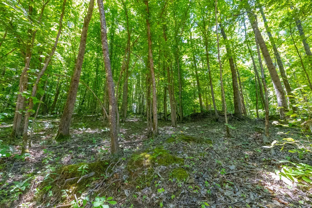 0 White Oak Rd Stewart, TN 37175