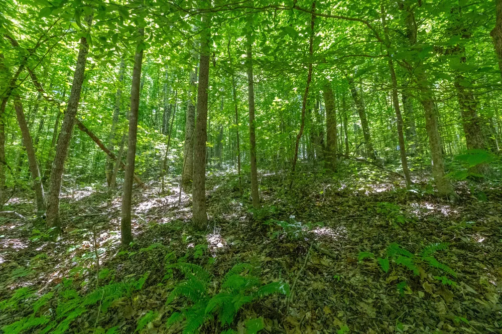 0 White Oak Rd Stewart, TN 37175