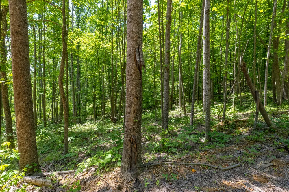 0 White Oak Rd Stewart, TN 37175