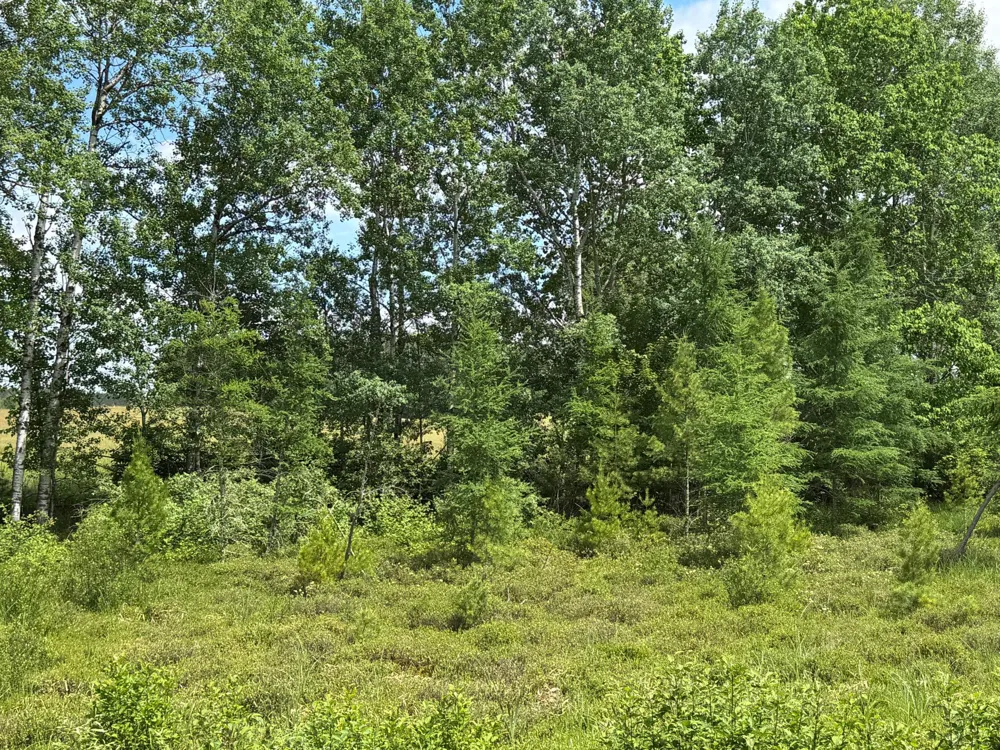 N 6398 Fred Tripp Road Springbrook, WI 54875