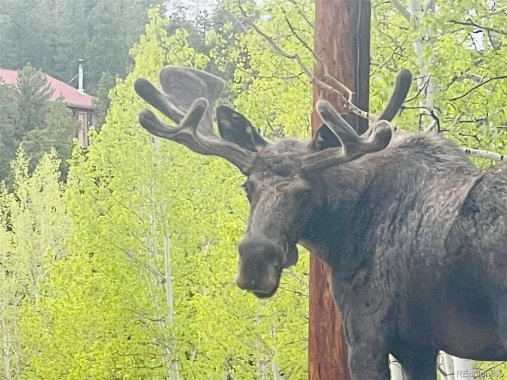 705 Gold Flake Terrace Bailey, CO 80421