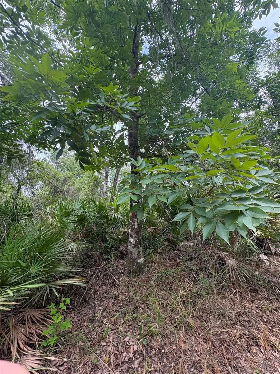 0 MILLSTREAM DRIVE Groveland, FL 34736
