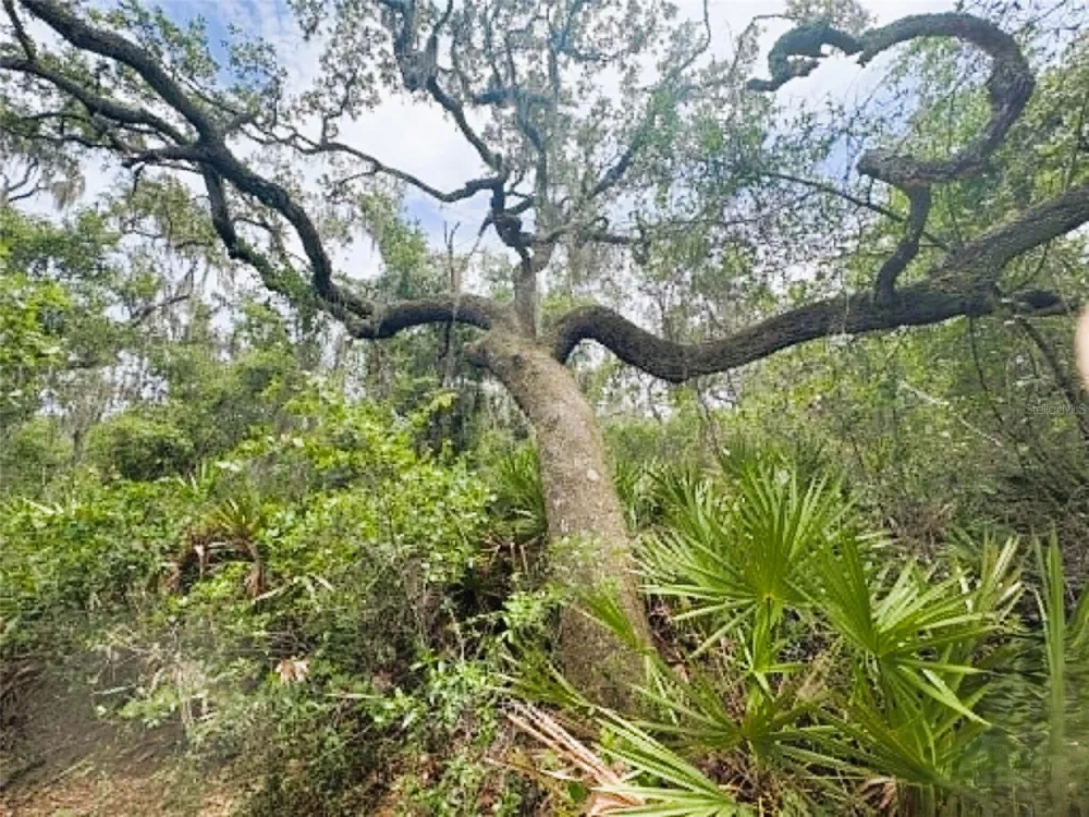 0 MILLSTREAM DRIVE Groveland, FL 34736
