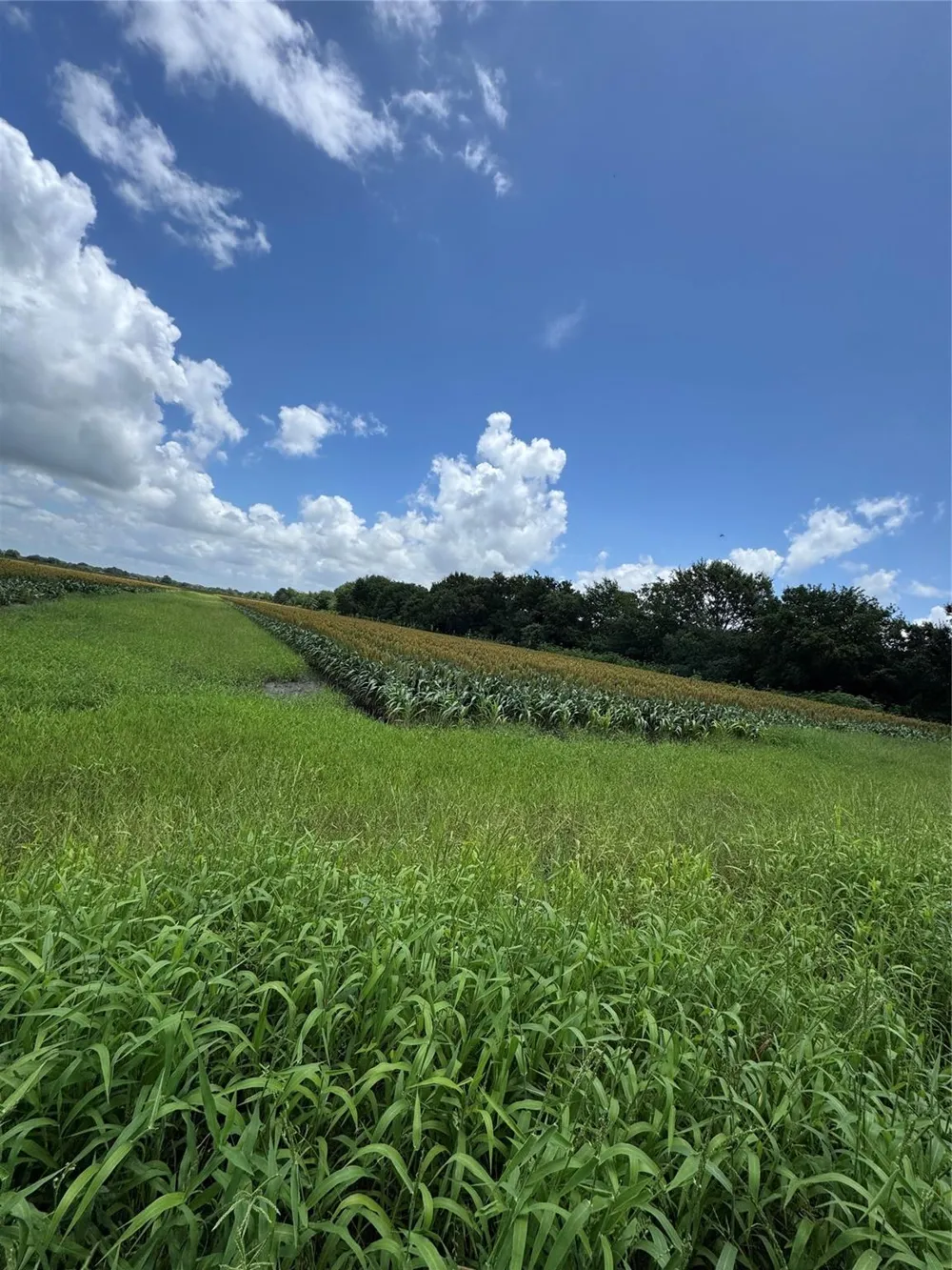 Hartledge Road Rosenberg, TX 77471