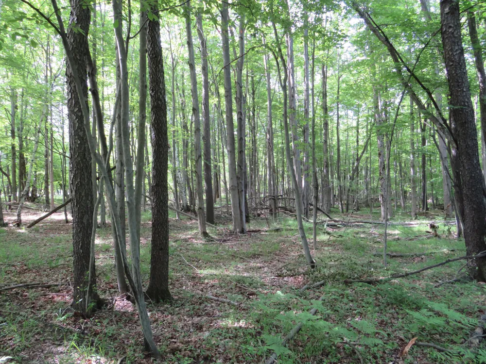 Elkton Road Owendale, MI 48754