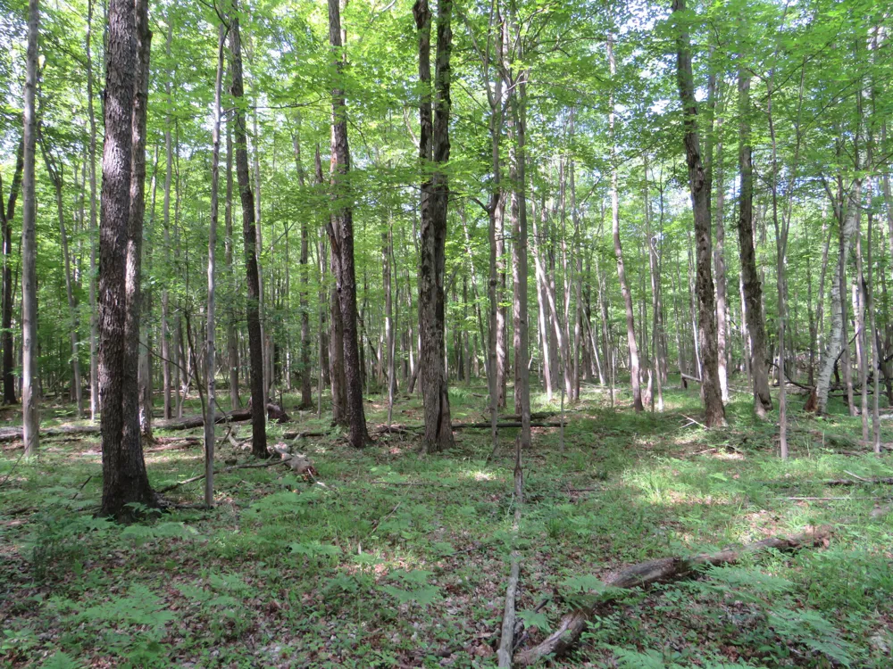 Elkton Road Owendale, MI 48754