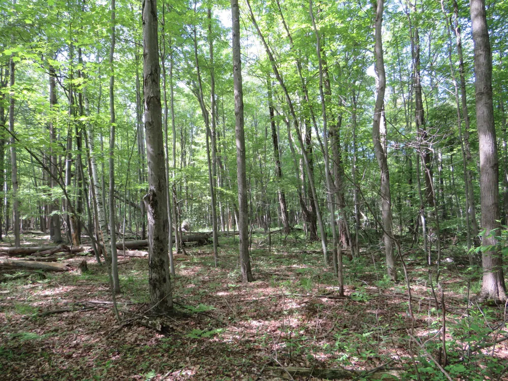 Elkton Road Owendale, MI 48754