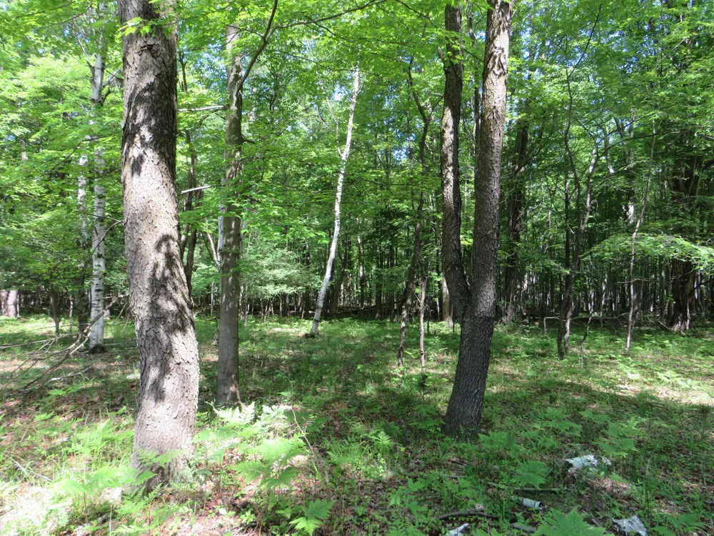Elkton Road Owendale, MI 48754
