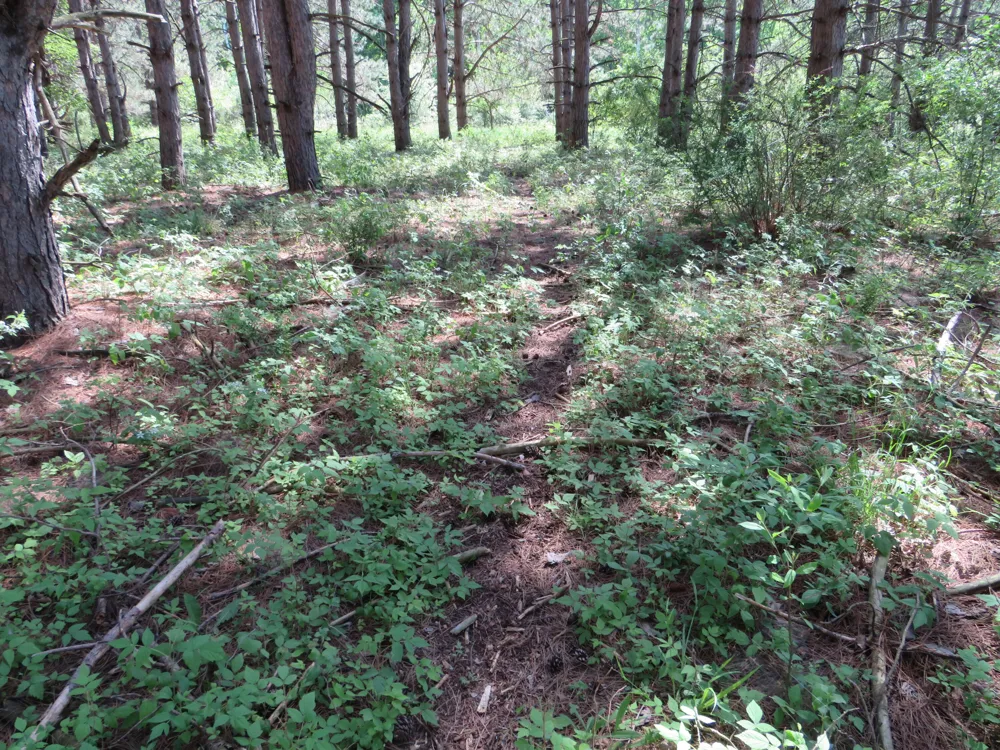 Elkton Road Owendale, MI 48754