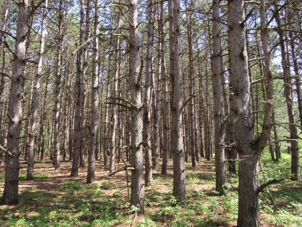 Elkton Road Owendale, MI 48754